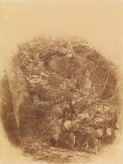 Bez tytułu, z portfolio The Forest: Adirondack Woods autorstwa William James Stillman