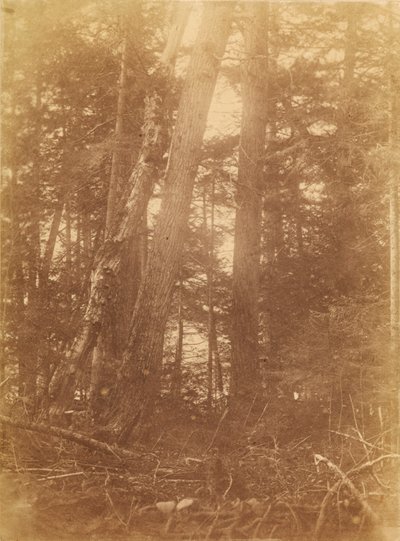 Bez tytułu, z portfolio The Forest: Adirondack Woods autorstwa William James Stillman