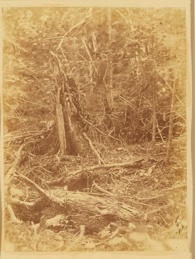 Bez tytułu, z portfolio The Forest: Adirondack Woods autorstwa William James Stillman