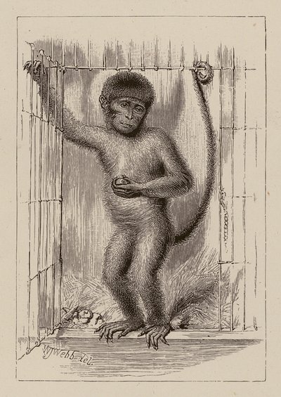 Małpa murzyńska (rycina) autorstwa William James Webbe