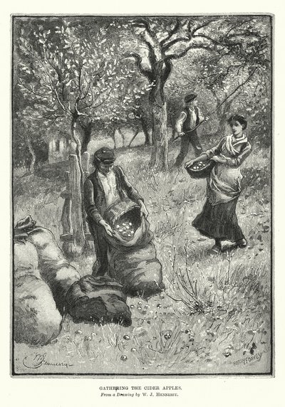 Zbieranie jabłek na cydr (litografia) autorstwa William John Hennessy