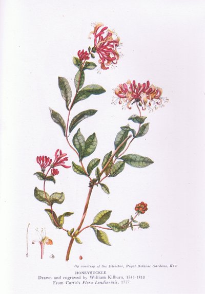Wiciokrzew, Natura w Wielkiej Brytanii wydana przez Collins, 1946 autorstwa William Kilburn