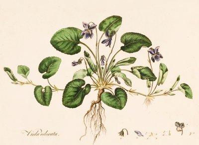 Słodki fiołek, c1770-1790. autorstwa William Kilburn