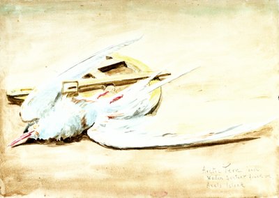 Rybitwa popielata i drewniany sekstans znaleziony na wyspie Axel, Spitsbergen, XX wiek (akwarela) autorstwa William Lionel Wyllie