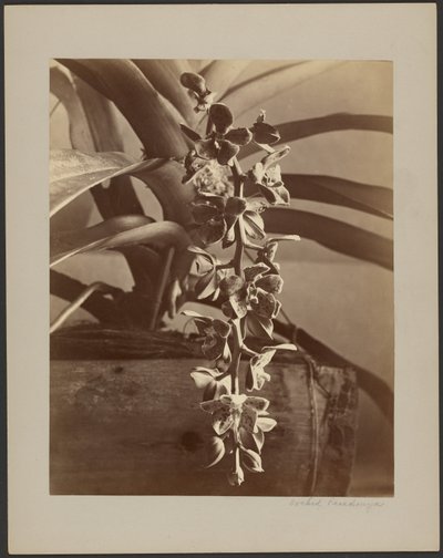Storczyki, Cejlon autorstwa William Louis Henry Skeen