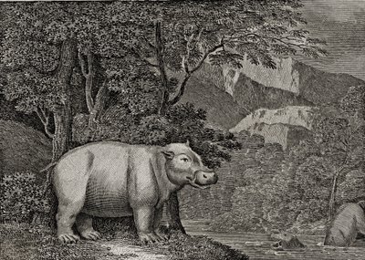 Hipopotam z Przylądka Dobrej Nadziei, opublikowany w „Ogólnym widoku świata”, 1807 autorstwa William Marshall Craig