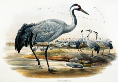 Żuraw zwyczajny (Grus cinerea), litografia z Birds of Great Britain autorstwa William Matthew Hart