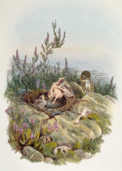 Kukułka zwyczajna, John Gould (1804-1881), litografia Williama Matthew Harta (1830-1908), Wielka Brytania autorstwa William Matthew Hart