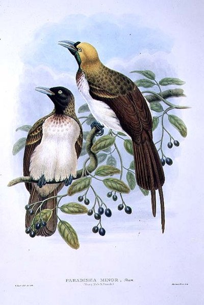 Paradisaea Guilielmi - Rajski Ptak Mały (kolor lito) autorstwa William Matthew Hart