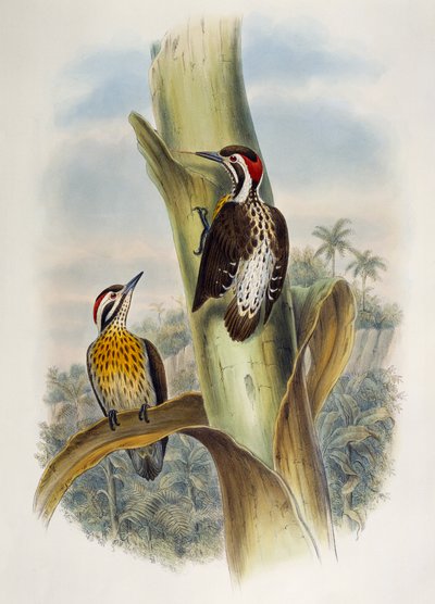 Filipiński dzięcioł pigmejski (Dendrocopos maculatus), litografia z Birds of Asia autorstwa William Matthew Hart