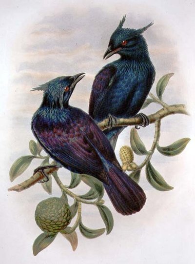 Phonygama Purpureiviolacea (kolor lito) autorstwa William Matthew Hart