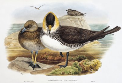 Pomarine Jaeger (Stercorarius pomarinus), litografia z Birds of Great Britain autorstwa William Matthew Hart