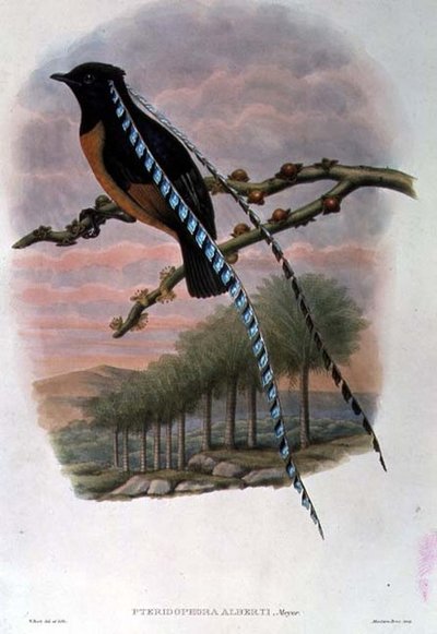 Pteridophora Alberti, Król Saksonii Rajski Ptak (kolor lito) autorstwa William Matthew Hart