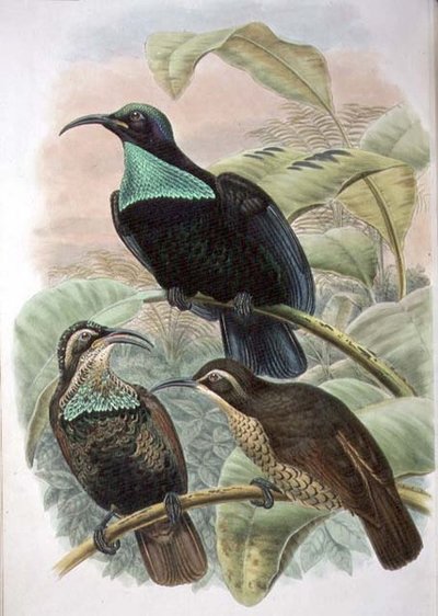 Ptiloris Paradiseus, strzelec rajski (kolor lito) autorstwa William Matthew Hart