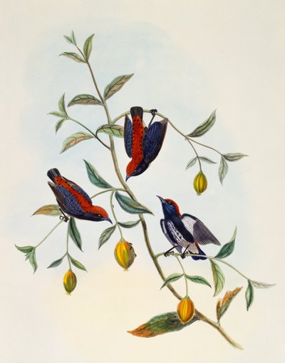 Szkarłat-backed Flowerpecker (Dicaeum cruentatum), grawerowanie przez Williama Matthew Harta (1830-1908), Wielka Brytania autorstwa William Matthew Hart