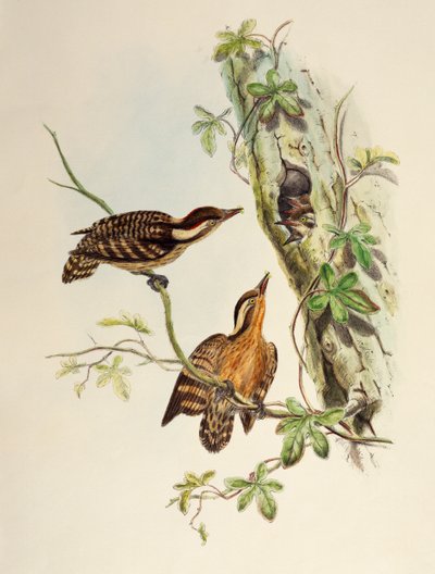 Sunda Woodpecker (Dendrocopos moluccensis), litografia z Birds of Asia autorstwa William Matthew Hart