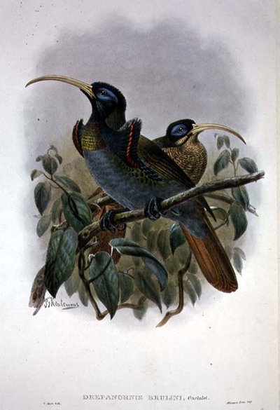 Rajski ptak sierpowaty (kolor lito) autorstwa William Matthew Hart