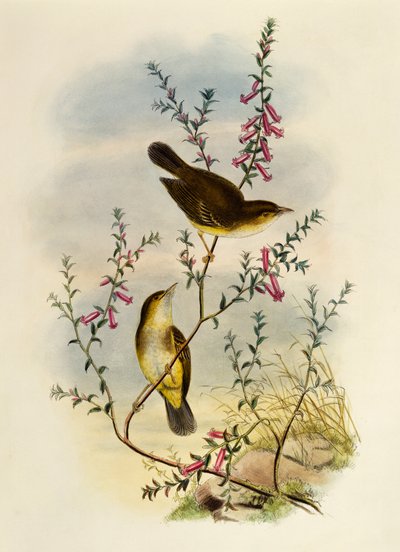 Muchołówka biała (Pseudogerygone notata), grawerowanie przez Williama Matthew Harta (1830-1908), Wielka Brytania autorstwa William Matthew Hart