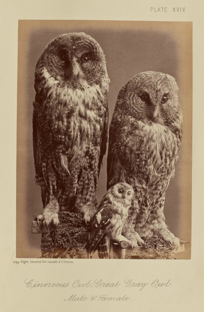 Cinereous Owl; Wielka szara sowa. Samiec i samica autorstwa William Notman