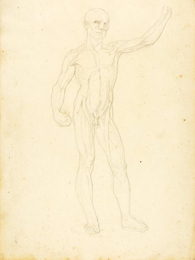 (Ecorche, widok z przodu) autorstwa William Page