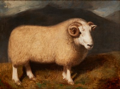 Cheviot Ram (olej na płótnie) autorstwa William Shiels