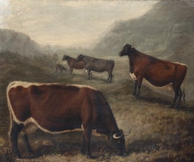 Five Glamorgan Cattle autorstwa William Shiels
