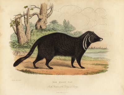 cywet afrykański , Civectictis civetta. autorstwa William Smellie