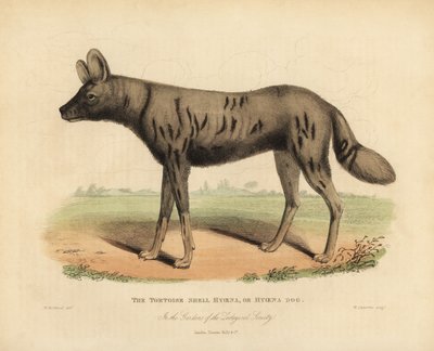 Afrykański pies myśliwski, Likaon pictus. autorstwa William Smellie
