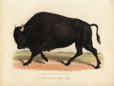 Bizon lub bawół, Bison bison. autorstwa William Smellie