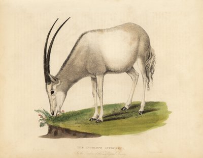 Oryks arabski lub biały oryks, Oryx leucoryx. Wrażliwy. autorstwa William Smellie