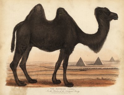 Wielbłąd dwugarbny, Camelus bactrianus. autorstwa William Smellie
