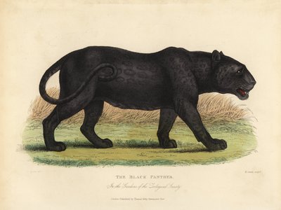 Czarna Pantera, Panthera Pards Ora Panthera Onka. autorstwa William Smellie