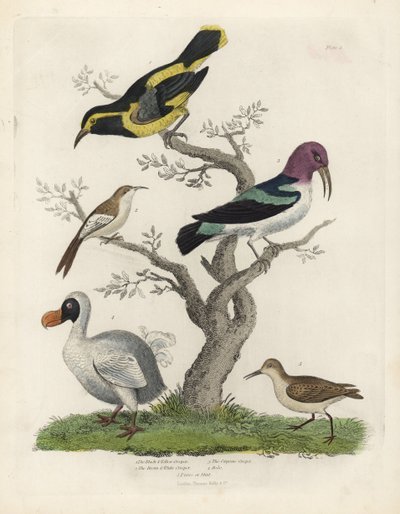 Pnącze czarno-żółte, pnącze brązowo-białe, Certhia americana, pnącze Cayenne, Dacnis cayana, Dodo, Raphus cucullatus, a także purre lub stint, Calidris alpina. Ręcznie kolorowany miedzioryt wykonany przez nieznanego artystę z Natural Histo . Williama Smell autorstwa William Smellie