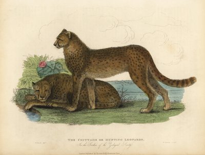 Gepard, Acinonyx jubatus. autorstwa William Smellie