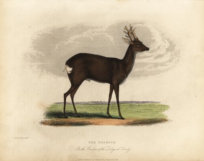 Sarna europejska, Capreolus capreolus. autorstwa William Smellie