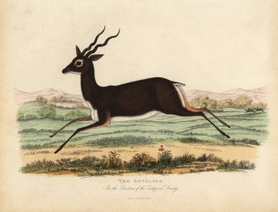 Antylopa indyjska lub blackbuck, Antilope cervicapra. autorstwa William Smellie