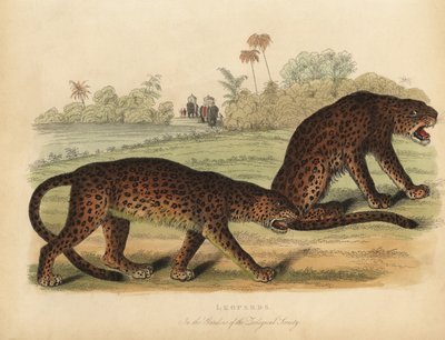 Lamparty, Panthera pardus. autorstwa William Smellie