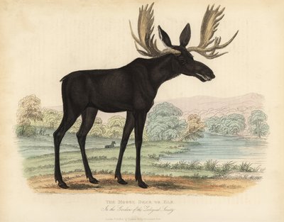Łoś lub łoś, Alces alces. autorstwa William Smellie