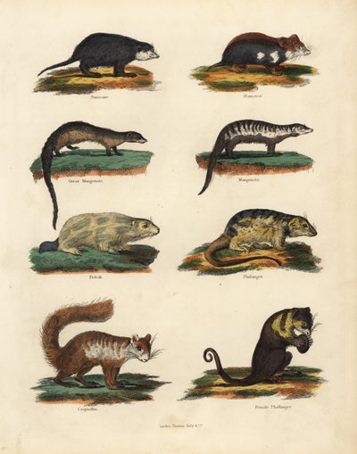 Gatunki gryzoni. autorstwa William Smellie