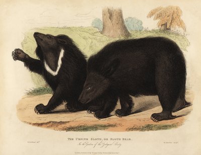 Leniwiec, Melursus ursinus. Wrażliwy. autorstwa William Smellie