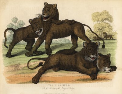 Lwiątka w ogrodach Towarzystwa Zoologicznego. autorstwa William Smellie