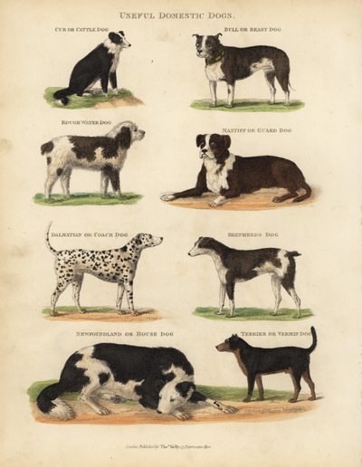 Przydatne psy domowe, Canis lupus familiaris. autorstwa William Smellie