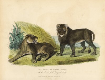 Białe lub Srebrne Lwy, Panthera leo melanochaita. autorstwa William Smellie