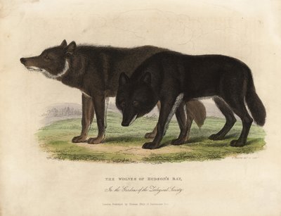 Wilki z Zatoki Hudsona, Canis lupus. autorstwa William Smellie