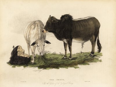 Zebu, indyjski szef. autorstwa William Smellie
