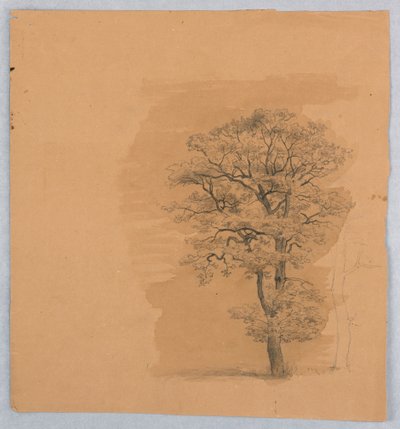 Badanie liści autorstwa William Stanley Haseltine