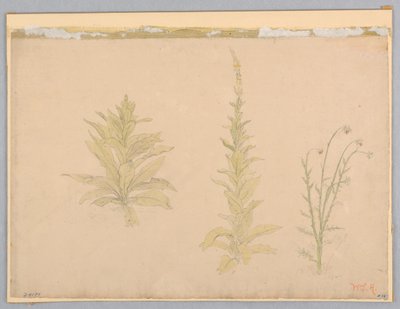 Badanie roślin dziewanny autorstwa William Stanley Haseltine