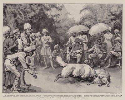 Rodzimy sport w Indiach, walka barana w Bengalu autorstwa William T. Maud