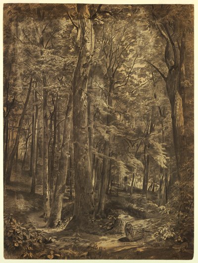 Rysunek, W lesie, studium do obrazu, June Woods, Nowojorskie Towarzystwo Historyczne, wypożyczone z Nowojorskiej Biblioteki Publicznej, 1864 r. autorstwa William Trost Richards