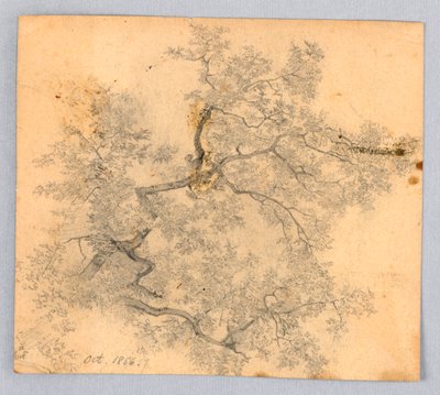 Badanie wiązu autorstwa William Trost Richards